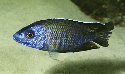 Aulonocara gertrudae 'Lundu'